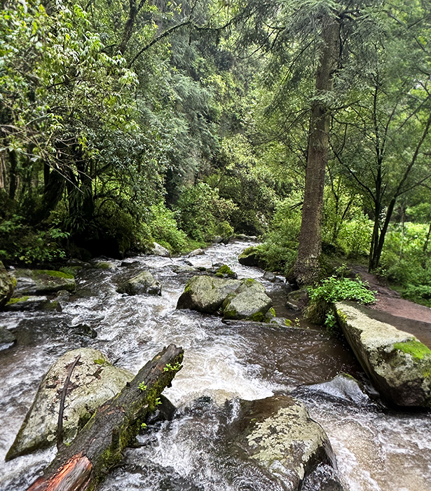 Sabías que la CDMX tiene una joya verde Conoce el parque nacional